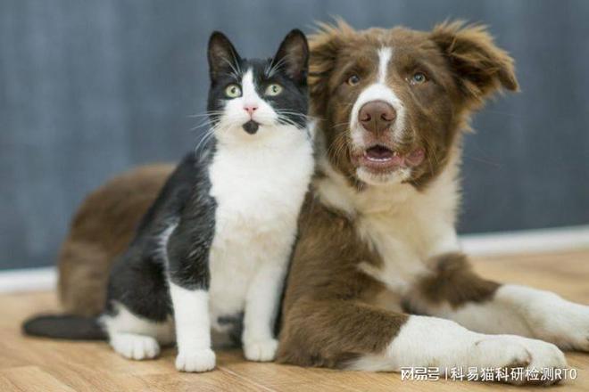 犬猫食品适口性权威检测(图1)